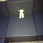 Rooobert auf Balkon