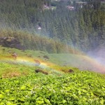 Regenbogen in Krimml