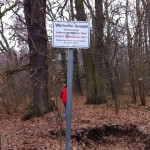 Wertvoller Auwald (1)