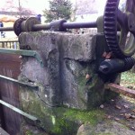 Wertvoller Auwald (2)