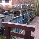 Wertvoller Auwald (3)