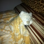 Nic hat Influenza