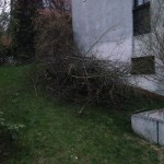 Pauli fällt Bäume (1)