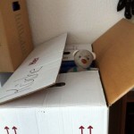 Pauli packt Kartons (3)