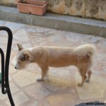 Haushund Fuchur