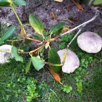 Paulis Pilze (1)