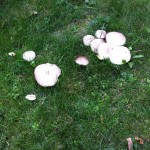 Paulis Pilze (2)