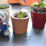 Paulis Orchideen Babys (1)