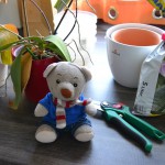 Paulis Orchideen Babys (3)