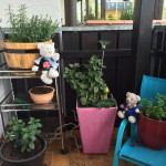 Paulis Kräuterbalkon (2)