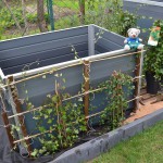 Pauli's Hochbeet (1)