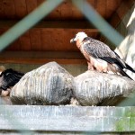 Andenkondor - Nürnberger Tiergarten