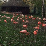 Rote Flamingos - Tiergarten Nürnberg