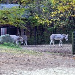Tiergarten Nürnberg - Somali-Wildesel