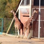 Tiergarten Nürnberg - Giraffen