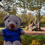 Tiergarten Nürnberg - Giraffen