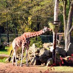 Tiergarten Nürnberg - Giraffen