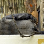 Flachlandgorilla - Tiergarten Nürnberg