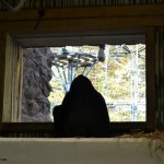 Flachlandgorilla - Tiergarten Nürnberg