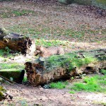 Gepard - Tiergarten Nürnberg