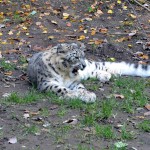 Delphinlagune Tiergarten Nürnberg