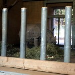 Tiergarten Nürnberg - Nashorn (3)