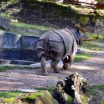 Tiergarten Nürnberg - Nashorn (3)