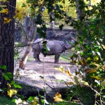 Tiergarten Nürnberg - Nashorn (3)