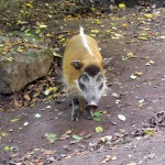 Pinselohrschwein Tiergarten Nürnberg