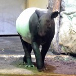 Tiergarten Nürnberg - Flachlandtapir