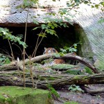 Sibirischer Tiger - Tiergarten Nürnberg