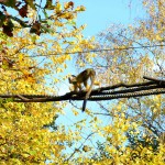 Tiergarten Nürnberg Totenkopfäffchen