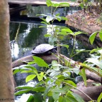 Nürnberger Tiergarten - Brillenkaiman