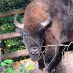 Somali-Wildesel