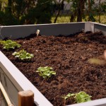 Hochbeet nach 2 Wochen (2)