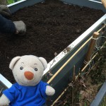 Paulis Hochbeet bepflanzen (2)