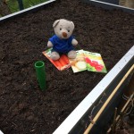 Paulis Hochbeet bepflanzen (3)