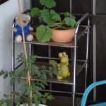 Tomate & Zuccini