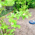 Heidelbeeren