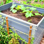 Hochbeet 2 mit Schnittlauch, Zucchini und Gurke