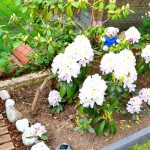 Rhododendron