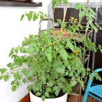 Tomaten