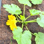 männliche Zucchiniblüte
