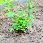 weiße Strauchrose