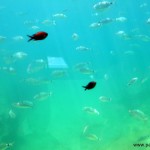 Unterwasserboot (110)