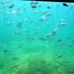 Unterwasserboot (129)