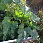 Hochbeet Explosion