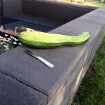 geerntete Zuccini