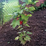 rote Johannisbeeren