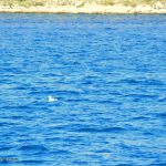 pauli-im-nationalpark-kornati-1